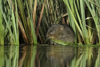 Water vole