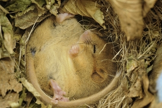 Hazel dormouse