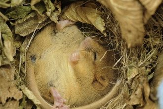 Dormouse sleeping