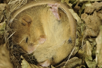 Sleeping dormouse