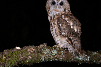 Tawny owl perched on lichen covered branch at night. 