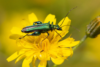 Thick Legged Flower Beetle