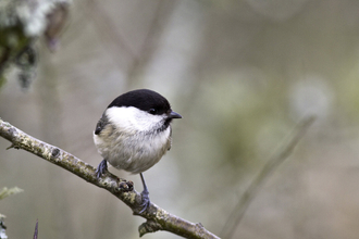 Willow tit on a tree branch