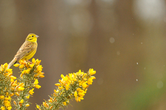 Yellowhammer on gorse