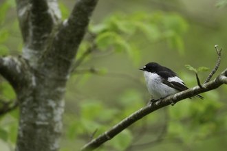 Pied Flycatcher