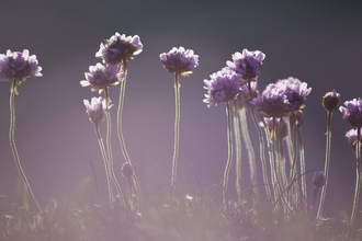 Sea thrift