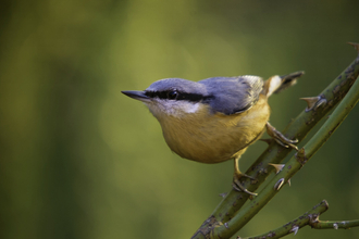 Nuthatch on branch