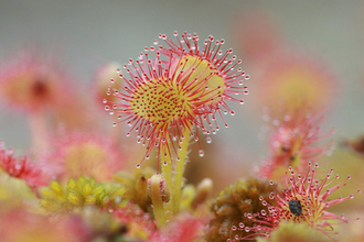 Round Leaved Sundew