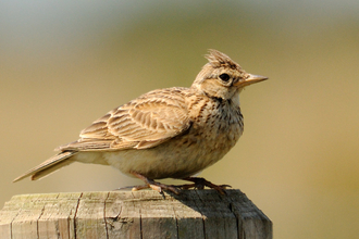 Skylark