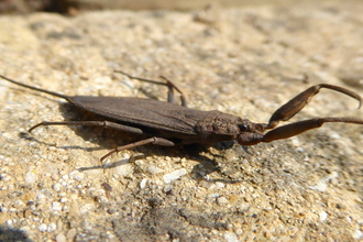 Water scorpion