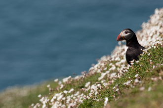 Puffin on Skomer