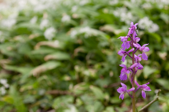 early purple orchid