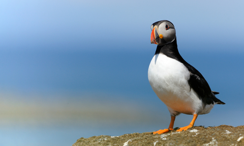 Puffin