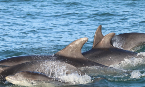 Bottlenose dolphins in Cardigan Bay