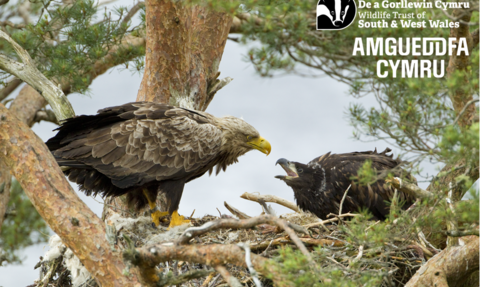 White-tailed eagle (Haliaeetus albicilla), adult feeding chick at nest