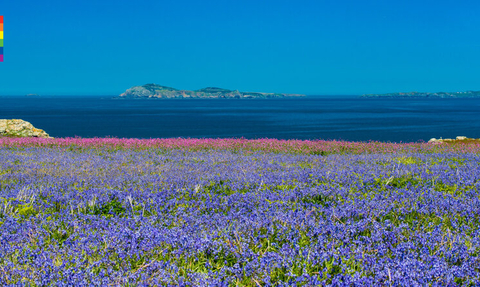 Bluebells on Skomer on a sunny day with Progress Pride flag top left corner.