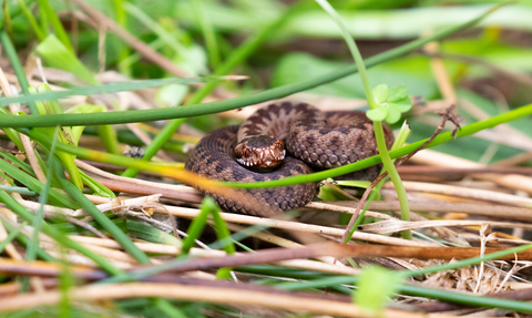 Adder in grass.