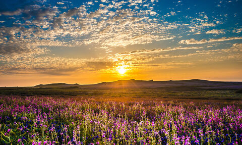Sunset over field of Sea campion on Skomer Island. 