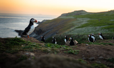 Puffins on Skomer at sunset. 