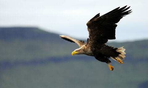 White-tailed eagle in flight, soaring with its wings outstretched, hills visible in the background