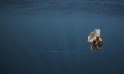 Lion's mane jellyfish (Cyanea capillata) in open sea