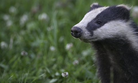 A badger cub in grasslands