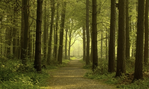 Path leading through forest