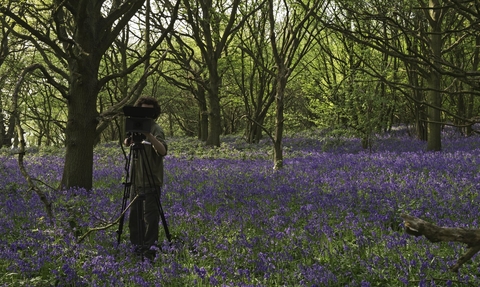 Filming woodland bluebells