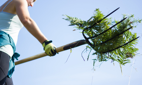 volunteer raking fern