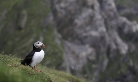 puffin