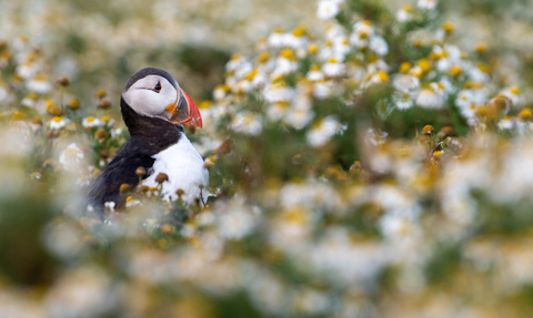 Puffin