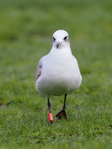 A long journey for a young gull | The Wildlife Trust of South and West ...