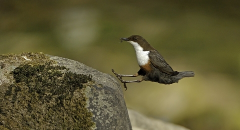 welshwildlife.org