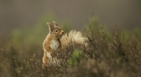 (c) Welshwildlife.org