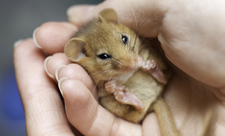 Dormouse in hand