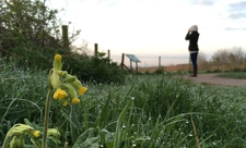 Cowslip and dew-soaked grass as a woman is birdwatching