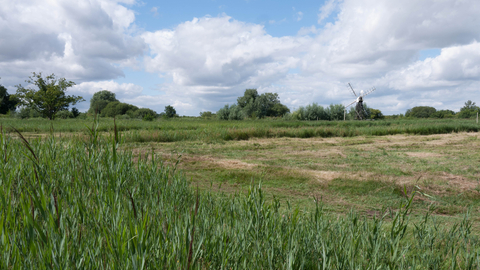 Lowland fen