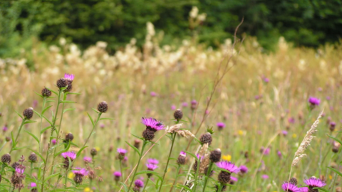 Trewalkin Meadow