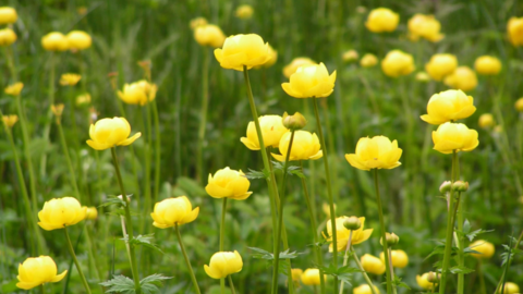 globeflowers