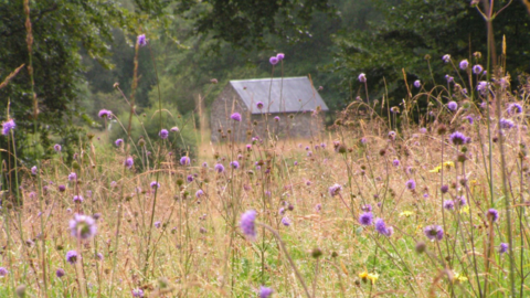 Vicarage Meadows