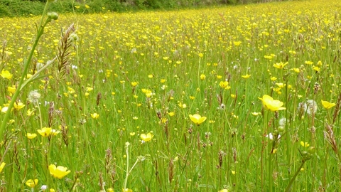 Carmel meadows