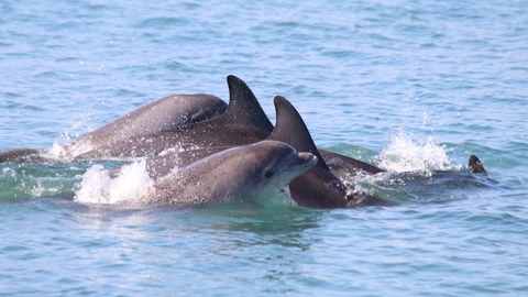 Bottlenose dolphins of Cardigan Bay 