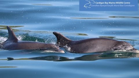 Bottlenose dolphins of Cardigan Bay - Dr Sarah Perry 