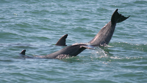 Bottlenose dolphins of Cardigan Bay