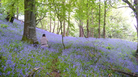 Castle Woods Bluebells