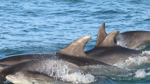 Bottlenose dolphins in Cardigan Bay