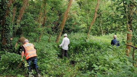 Balsam bash at Roath Wild Gardens