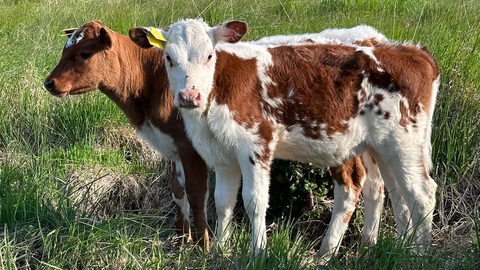 Cows at Cors Goch