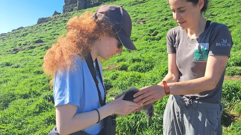 A researcher handing a Manx Shearwater chick to an island guest.