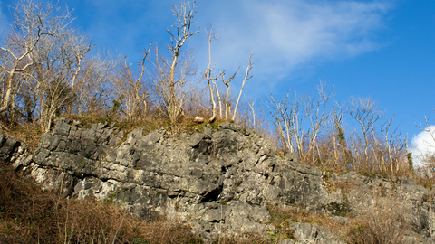 Grey rock face with trees growing on top. The sky is bright blue.